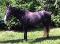 Grand poney flashy 