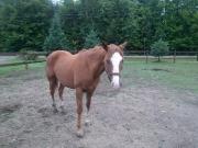 cheval/jument