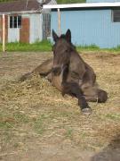 Poulain percheron à vendre