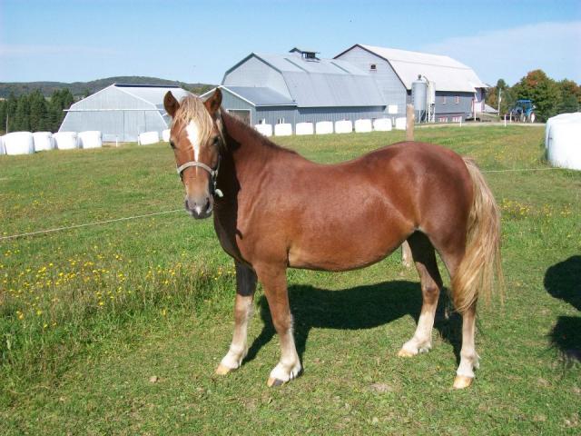 pouliche Welsh enr, 1 an et 10 mois