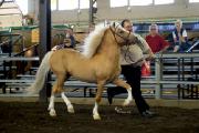Hongre poney (Welsh Mountain) - Mesure environ 12...
