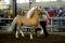 Hongre poney (Welsh Mountain) - Mesure environ 12...