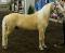 VENDU - Hongre poney (sans papier) - Mesure...