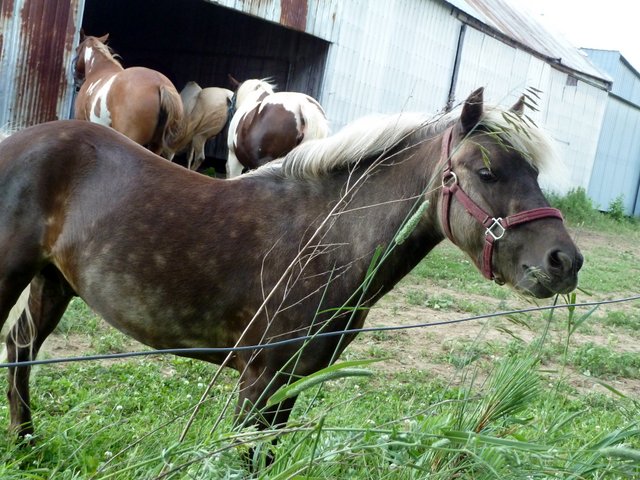 Suncho, le poney à vendre
