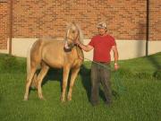 Palomino hongre