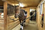 Hongre Trakehner 17m2 14 ans