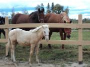 beaux poulain palomino