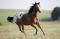 cherche étalon appaloosa :)