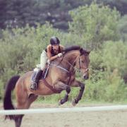 Gentil cheval recherche bonne famille 