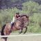 Gentil cheval recherche bonne famille 