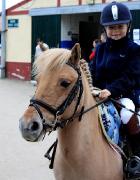 A vendre ponette type shetland GAGNANTE