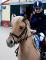 A vendre ponette type shetland GAGNANTE
