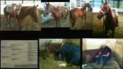VENDU*******reining - smartest chic olena x great...