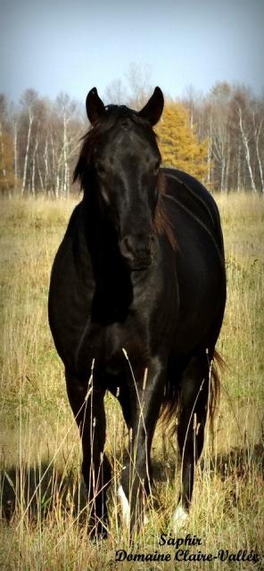 jeune étalon Kentucky mountain à vendre