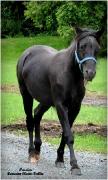 jument rocky mountain de 3 ans à vendre