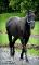 jument rocky mountain de 3 ans à vendre