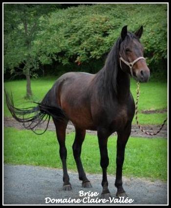 jument rocky mountain de 7 ans à vendre