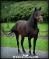 jument rocky mountain de 7 ans à vendre
