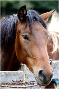 pouliche rocky mountain de 2 ans à vendre