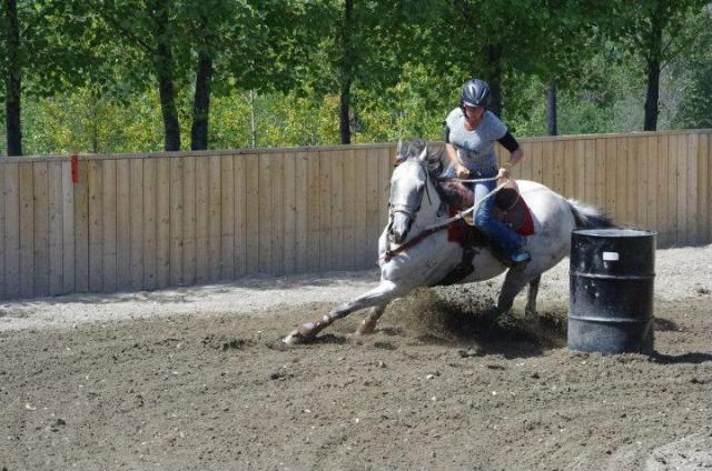 Cheval de barils a vendre ou Échange