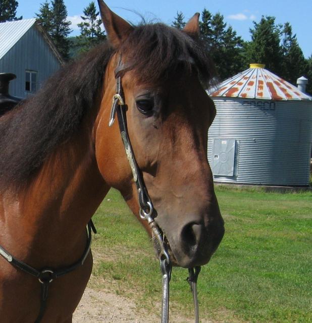 DRACO - GUILDING QH X STANDEBRED de 9 ans