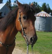 DRACO - GUILDING QH X STANDEBRED de 9 ans