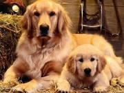  GARDERIE POUR CHIENS EN MILIEU FAMILIALE - AVEC...
