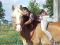 Demi pension sur jeune cheval