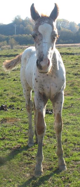 Petit poulain appaloosa