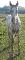 Petit poulain appaloosa