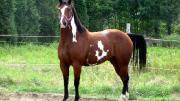 Paint-Horse enr. pour demi-pension! À qui la...