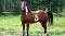 Paint-Horse enr. pour demi-pension! À qui la...