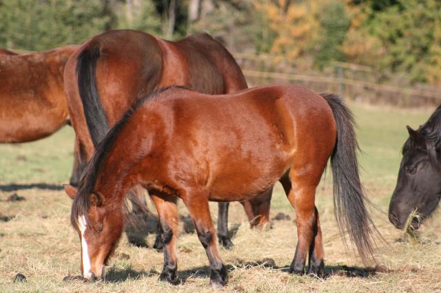 Poney