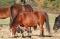 Poney 