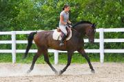 Demi pension Warmblood Québec 