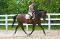 Demi pension Warmblood Québec 