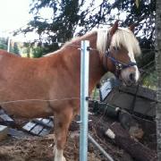 haflinger