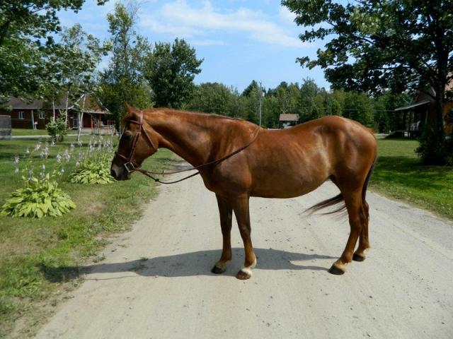Jument QH 1500$ À VENDRE RAPIDEMENT !!!