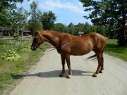 Jument QH 1500$ À VENDRE RAPIDEMENT !!!