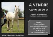 cheval, Céuno des Dieux PP OC robe crème