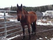 Remember Jake. Standardbred de 5 ans.