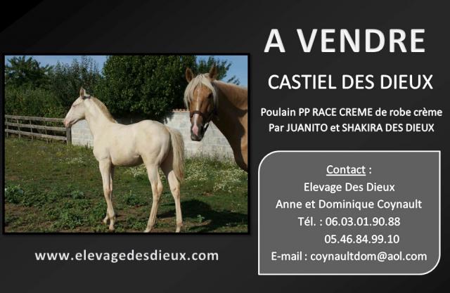 A vendre CASTIEL DES DIEUX PP RACE CREME de robe crème