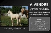 A vendre CASTIEL DES DIEUX PP RACE CREME de robe...