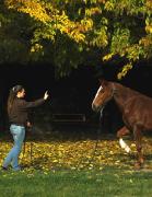 comportementaliste equin