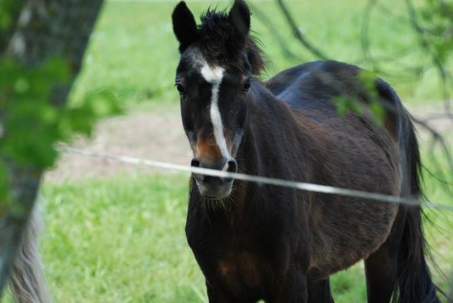 Jolie ponette de compagnie !