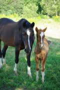 Jolie ponette de compagnie ! - Balz-Ann