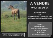 A vendre URKA DES DIEUX PP CS de robe isabelle