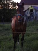 Je cherche quelqu'un avec qui acheter un cheval 