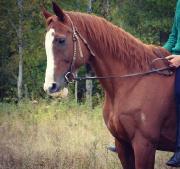 Guelding thoroughbred a vendre