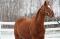 DEMI-PENSION SUR CHEVAL EXTRA-ORDINAIRE !!!